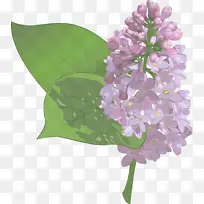 花朵 开花植物 丁香-空若网 花朵 开花植物 丁香-空若网