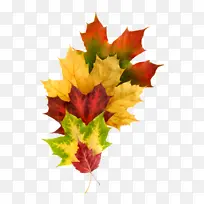 树叶 枫叶 树木-空若网 树叶 枫叶 树木-空若网