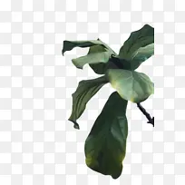 叶 花 植物-空若网 叶 花 植物-空若网