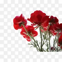 花 开花植物 植物-空若网 花 开花植物 植物-空若网