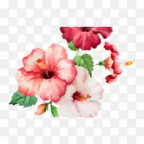 花卉 开花植物 花瓣-空若网 花卉 开花植物 花瓣-空若网