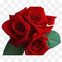 花卉 玫瑰 花园玫瑰-空若网 花卉 玫瑰 花园玫瑰-空若网