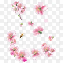 粉色 花朵 樱花-空若网 粉色 花朵 樱花-空若网