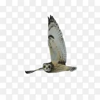 鸟 羽毛 翅膀-空若网 鸟 羽毛 翅膀-空若网