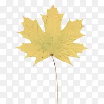 叶 枫叶 树-空若网 叶 枫叶 树-空若网