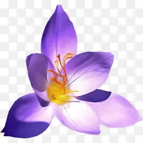 开花植物 花瓣 花朵-空若网 开花植物 花瓣 花朵-空若网