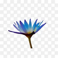 ��ɫ �� ֲ��-������