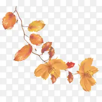 叶子 花 橙色-空若网 叶子 花 橙色-空若网