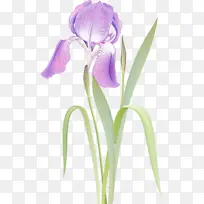 花 开花植物 植物-空若网 花 开花植物 植物-空若网