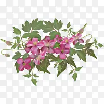 花 植物 粉色-空若网 花 植物 粉色-空若网