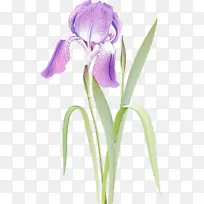 花 开花植物 植物-空若网 花 开花植物 植物-空若网