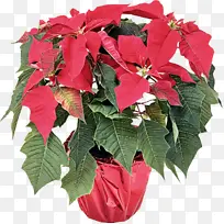 花 植物 红色-空若网 花 植物 红色-空若网