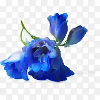 蓝色 花 花瓣-空若网 蓝色 花 花瓣-空若网