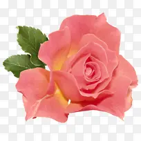 花卉 花园玫瑰 粉色-空若网 花卉 花园玫瑰 粉色-空若网