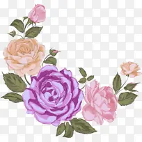 花朵 玫瑰 花园玫瑰-空若网 花朵 玫瑰 花园玫瑰-空若网