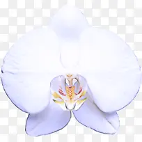 白色 蝴蝶兰 花瓣-空若网 白色 蝴蝶兰 花瓣-空若网