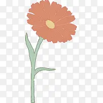 巴伯顿雏菊 花 非洲菊-空若网 巴伯顿雏菊 花 非洲菊-空若网