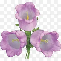 花朵 紫罗兰 紫色-空若网 花朵 紫罗兰 紫色-空若网