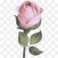 花瓣 花朵 粉色-空若网 花瓣 花朵 粉色-空若网