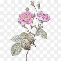 花 开花植物 多刺玫瑰-空若网 花 开花植物 多刺玫瑰-空若网