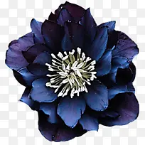 花 开花植物 蓝色-空若网 花 开花植物 蓝色-空若网