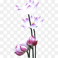 �� ����ֲ�� ����-������