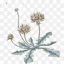 开花植物 花 植物-空若网 开花植物 花 植物-空若网