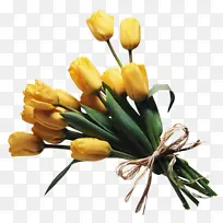 采购产品花 切花 植物-空若网 采购产品花 切花 植物-空若网