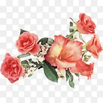 花卉 开花植物 花园玫瑰-空若网 花卉 开花植物 花园玫瑰-空若网