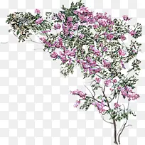 �ɹ���Ʒ�� ����ֲ�� ֲ��-������