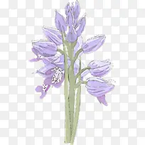 采购产品花 开花植物 植物-空若网 采购产品花 开花植物 植物-空若网