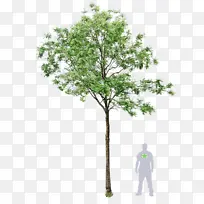 树 植物 木本植物-空若网 树 植物 木本植物-空若网