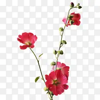 花 开花植物 植物-空若网 花 开花植物 植物-空若网