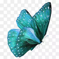 蝴蝶提尔绿松石色水彩蝶-空若网 蝴蝶提尔绿松石色水彩蝶-空若网