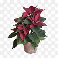 花 植物 叶-空若网 花 植物 叶-空若网