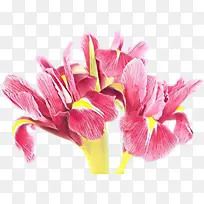 卡通 开花植物 花-空若网 卡通 开花植物 花-空若网