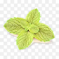卡通 叶子 薄荷-空若网 卡通 叶子 薄荷-空若网