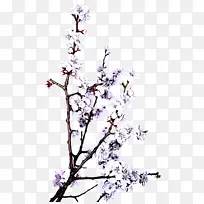 树枝 树 丁香-空若网 树枝 树 丁香-空若网