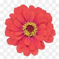 采购产品花 花瓣 非洲菊-空若网 采购产品花 花瓣 非洲菊-空若网