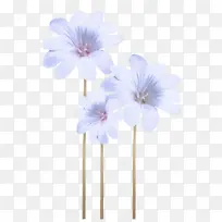 花 花瓣 植物-空若网 花 花瓣 植物-空若网