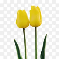 黄色 郁金香 花-空若网 黄色 郁金香 花-空若网