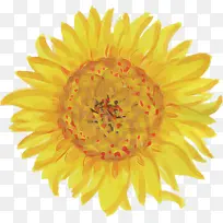 花 黄色 英国万寿菊-空若网 花 黄色 英国万寿菊-空若网