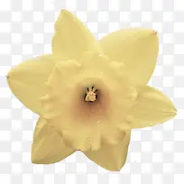 黄色 花瓣 花-空若网 黄色 花瓣 花-空若网