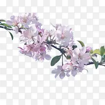 花 开花植物 植物-空若网 花 开花植物 植物-空若网