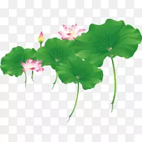 荷叶和荷叶-空若网 荷叶和荷叶-空若网