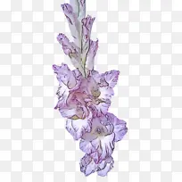 花 开花植物 唐菖蒲-空若网 花 开花植物 唐菖蒲-空若网