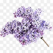 薰衣草 丁香 紫色-空若网 薰衣草 丁香 紫色-空若网