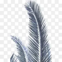 Ê÷ רéµÊ÷ Ö²Îï-¿ÕÈôÍø Ê÷ רéµÊ÷ Ö²Îï-¿ÕÈôÍø