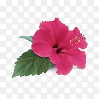 花 开花植物 花瓣-空若网 花 开花植物 花瓣-空若网