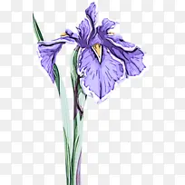 花 开花植物 植物-空若网 花 开花植物 植物-空若网